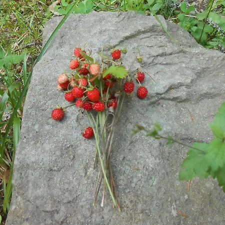 U Ilka * Lazeshchyna